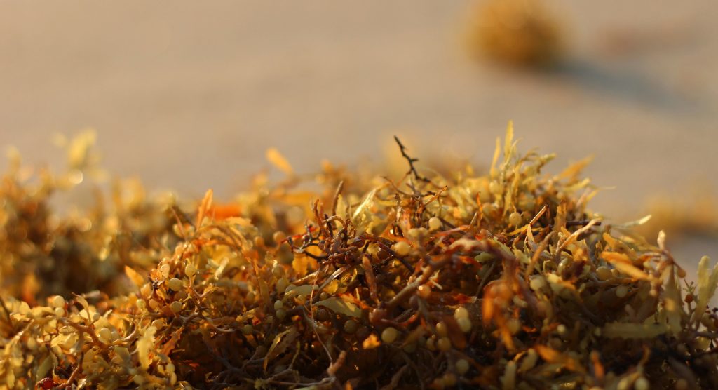 Astaxantina antioxidante natural